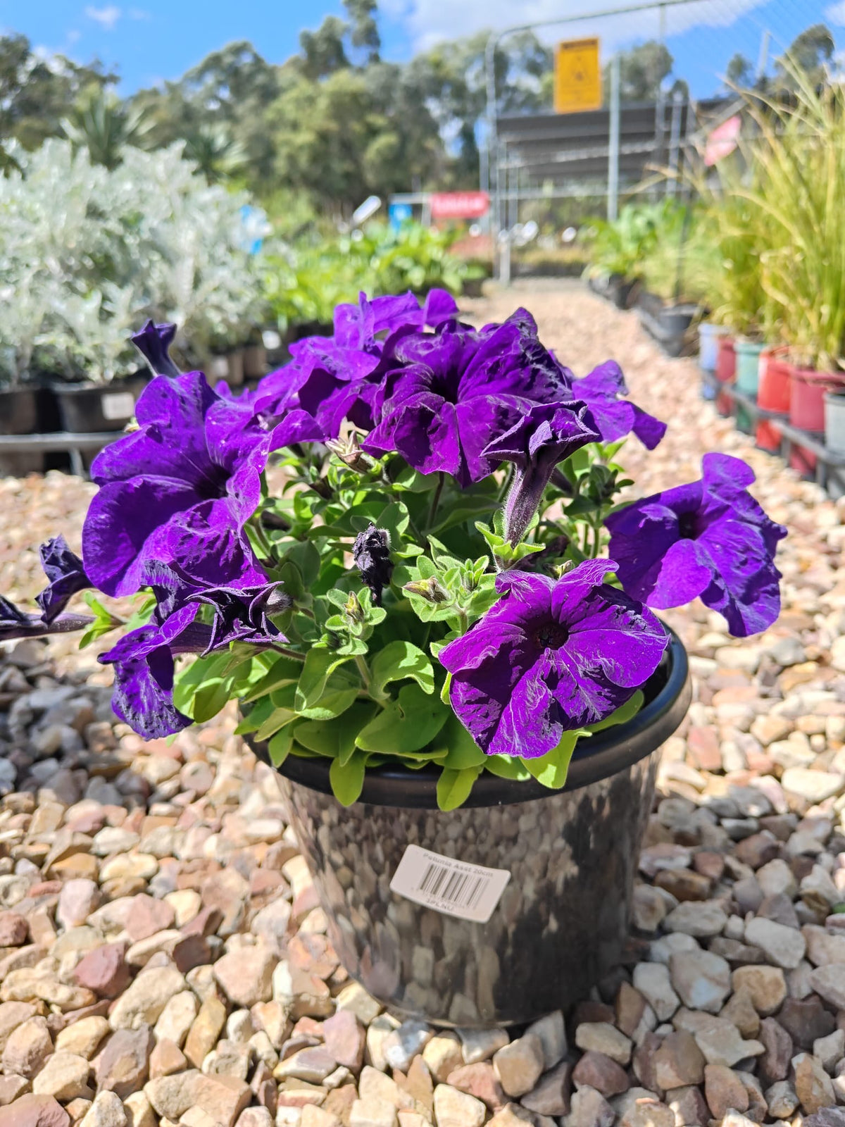 PL0082 Common Petunia, Petunia hybrida, 矮牵牛, 20 cm Pot