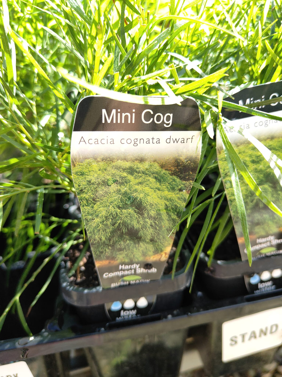 PL0084 Dwarf Bower Wattle, Dwarf River Wattle, Acacia cognata Mini Cog, 迷你相思树, 7 cm Pot