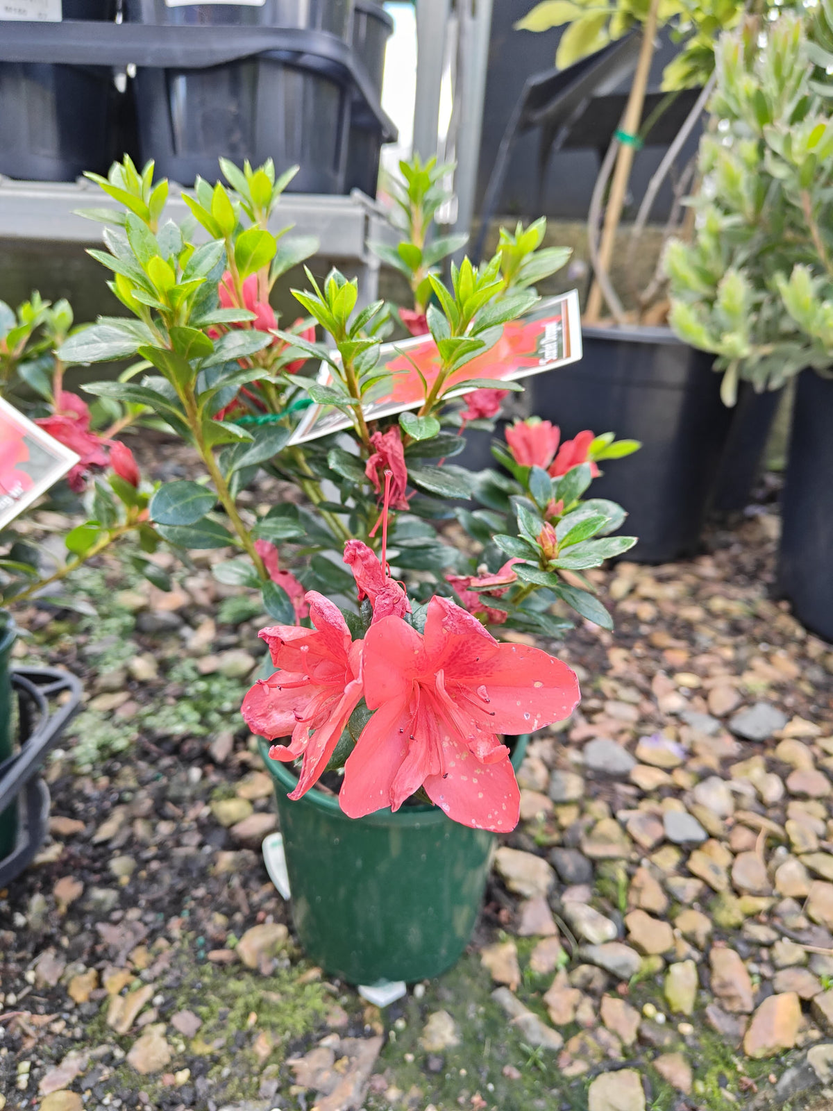 PL0075 Azalea, Azalea hybrida Scarlet Dragon, 杜鹃花, 12 cm Pot