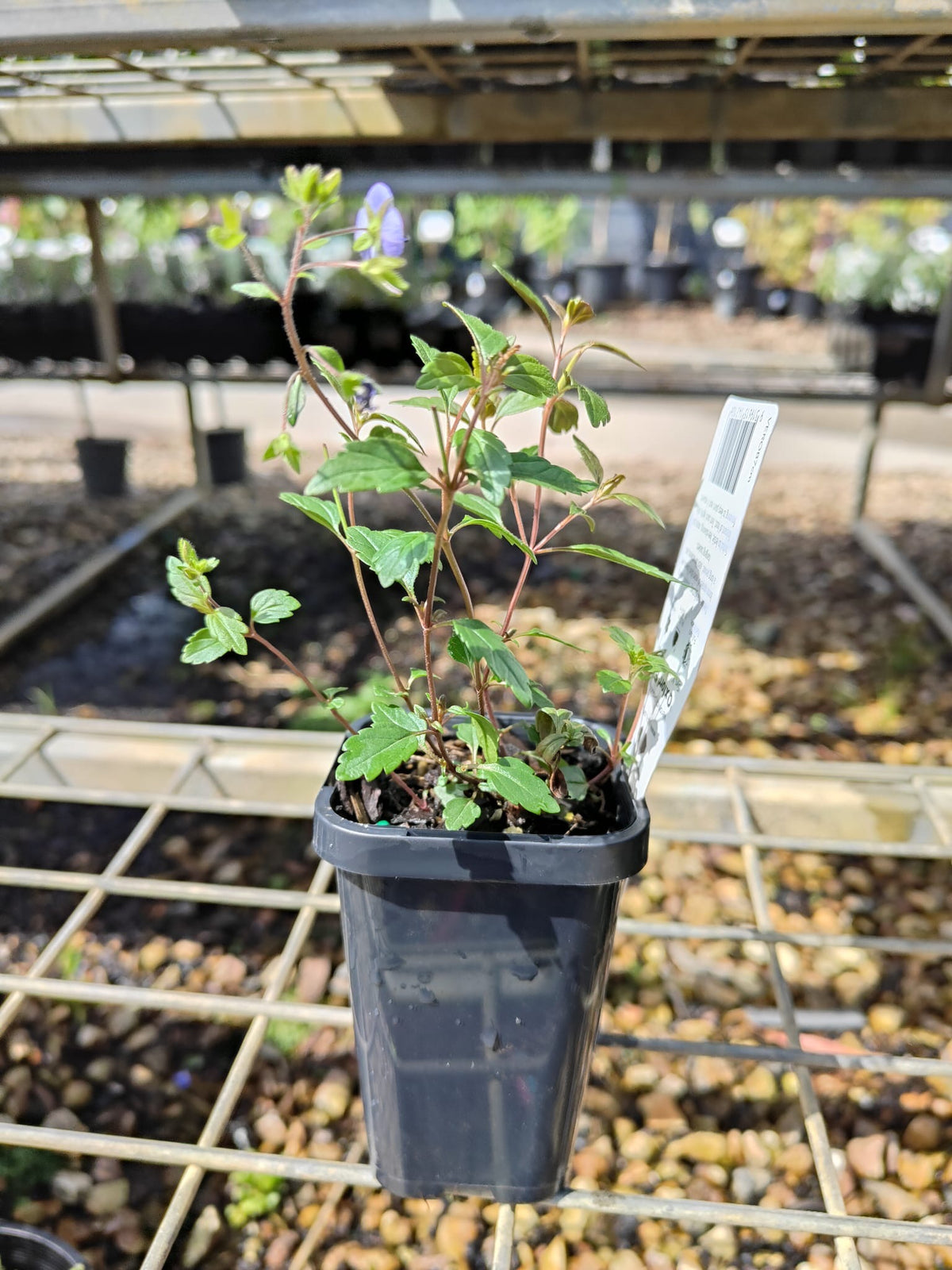 PL0090 Creeping Speedwell, Veronica umbrosa Oxford Blue, 匍匐婆婆纳, 7 cm Pot