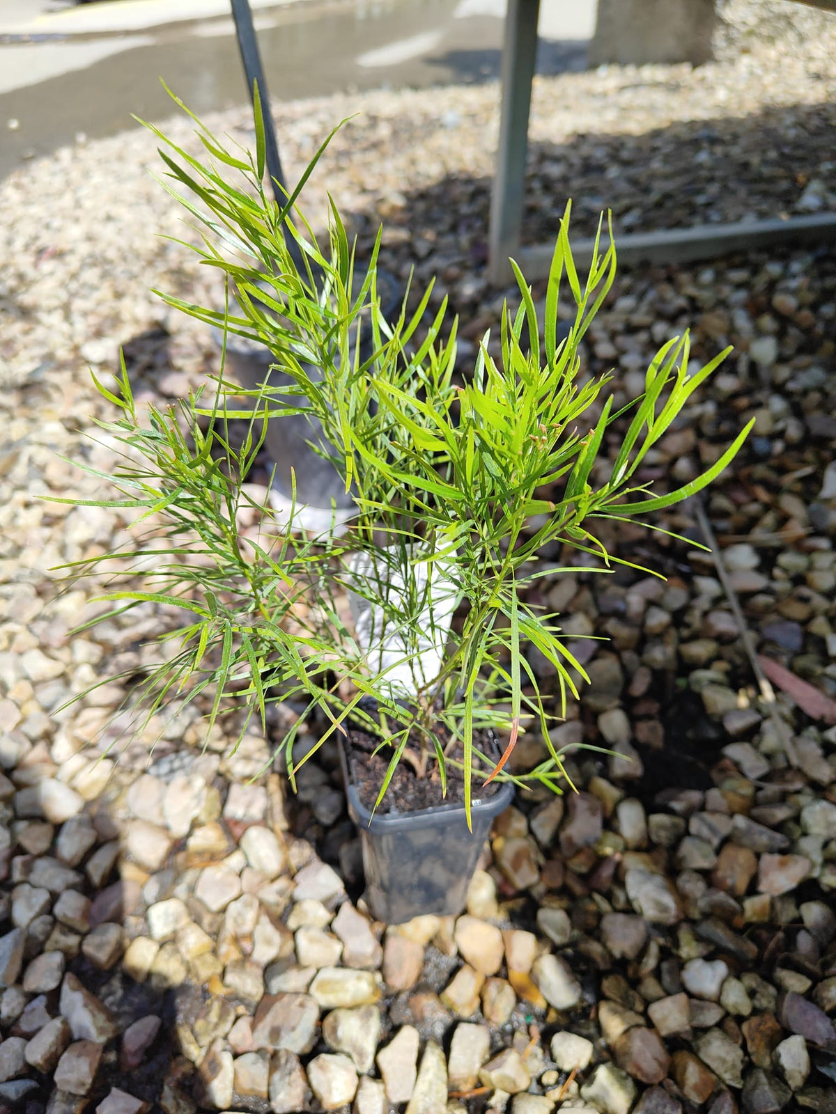 PL0084 Dwarf Bower Wattle, Dwarf River Wattle, Acacia cognata Mini Cog, 迷你相思树, 7 cm Pot