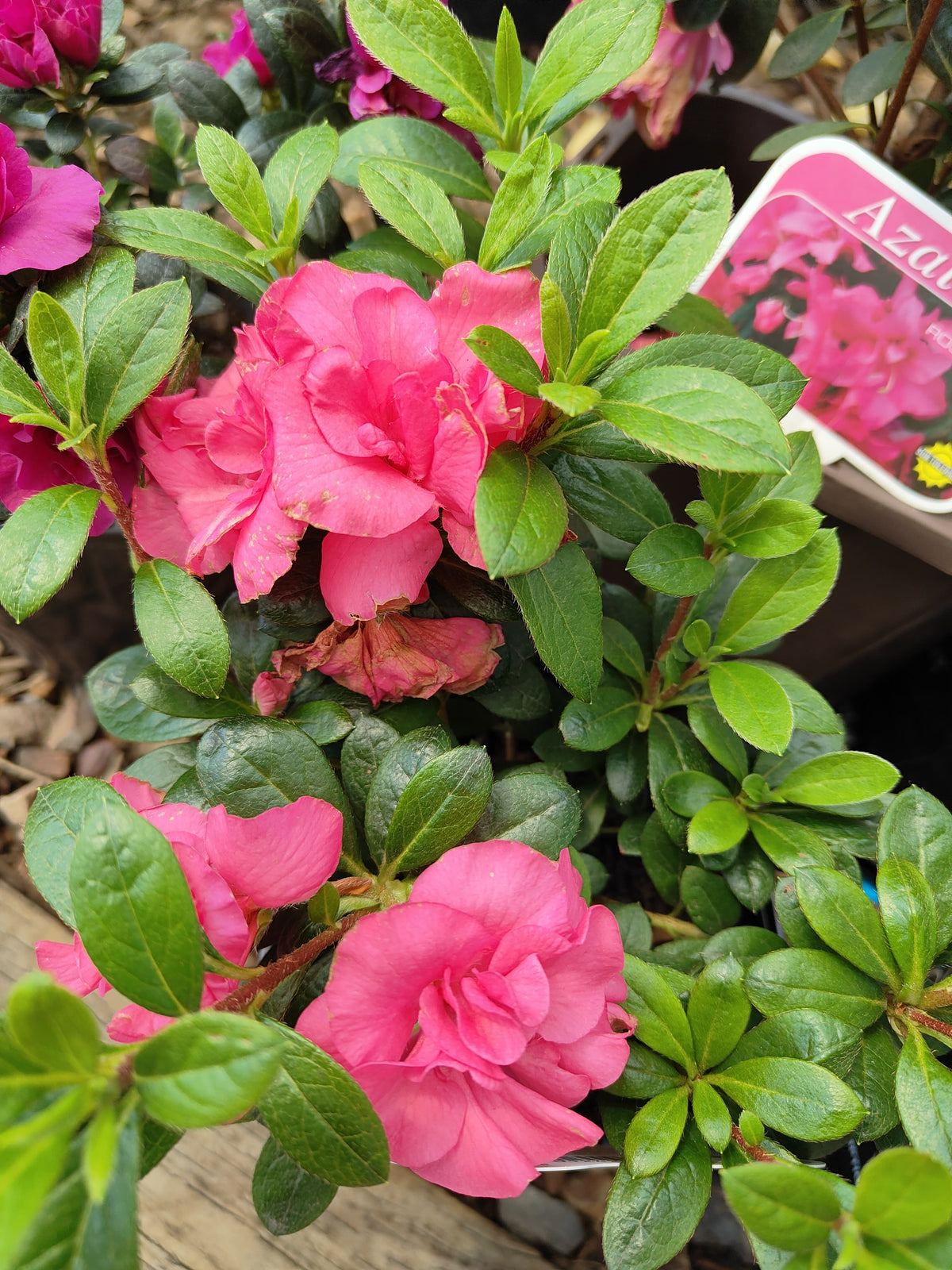 PL0075 Azalea, Azalea hybrida Scarlet Dragon, 杜鹃花, 12 cm Pot