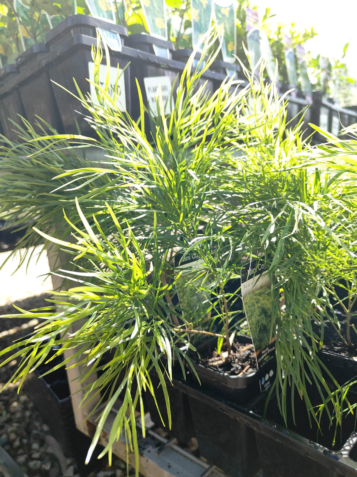 PL0084 Dwarf Bower Wattle, Dwarf River Wattle, Acacia cognata Mini Cog, 迷你相思树, 7 cm Pot