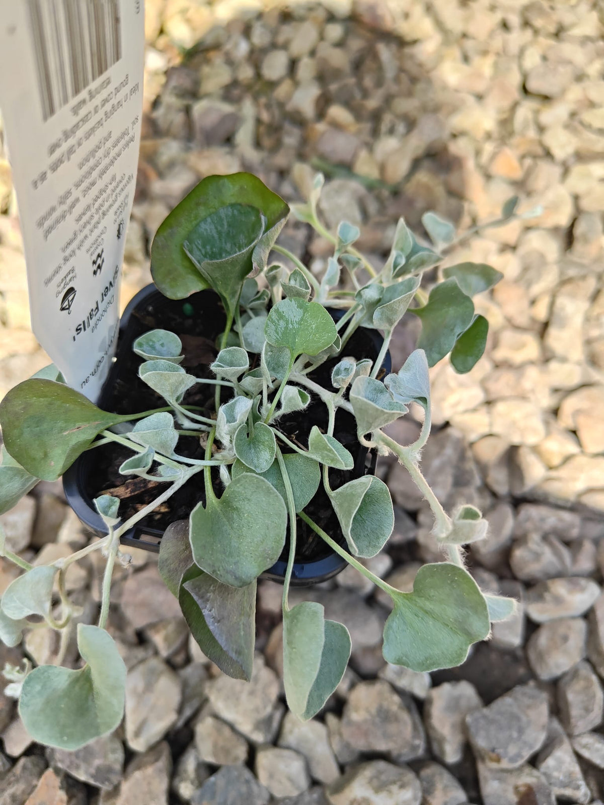 PL0092 Dichondra, Silver Falls, Dichondra argentea Silver Falls 银瀑木 银叶马蹄金, 7 cm pot