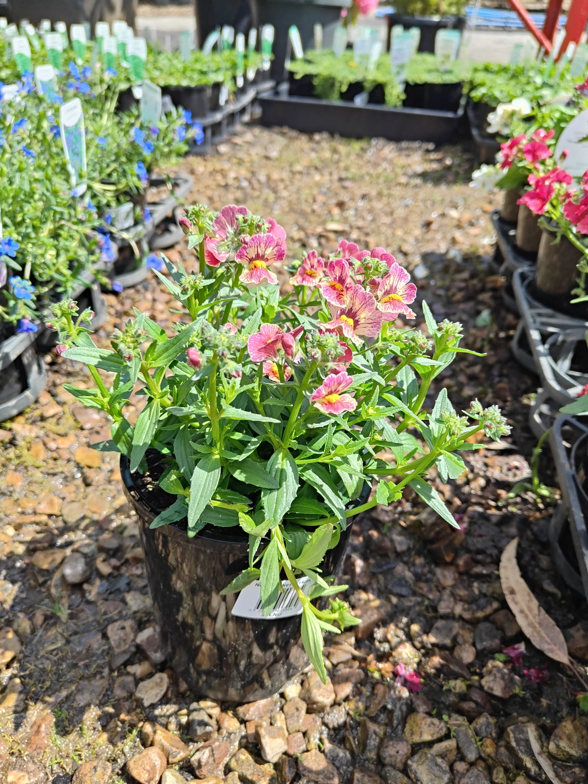 PL0081 Mauve Nemesia, Nemesia fruticans Nesia, 龙面花, 14 cm Pot