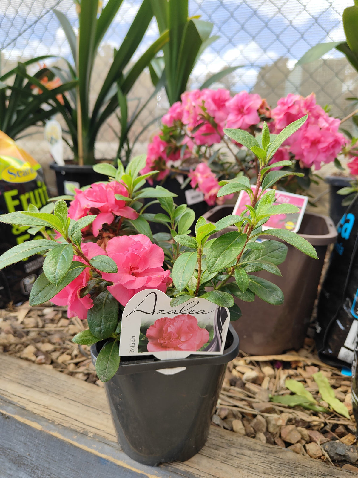 PL0075 Azalea, Azalea hybrida Scarlet Dragon, 杜鹃花, 12 cm Pot