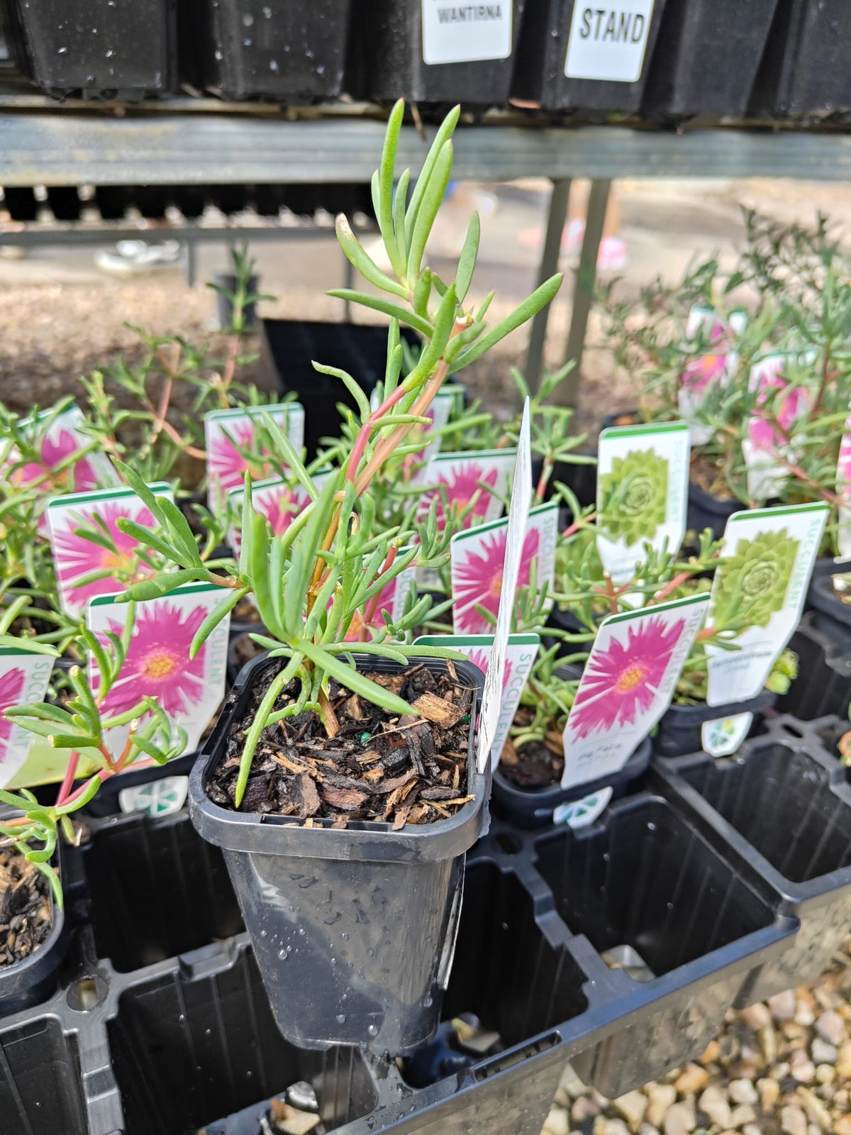 PL0086 Pigface, Succulent, Mesembryanthemum hybrida Hot Pink, 艳粉色松叶菊, 7 cm Pot