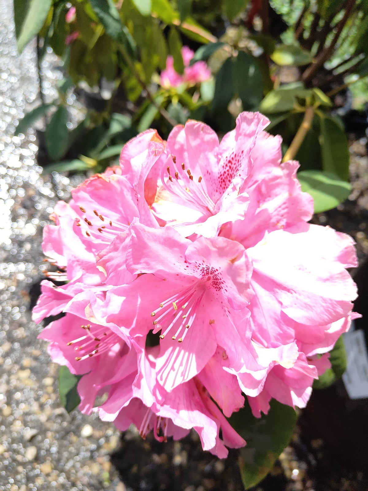PL0079 Rhododendron, Rhododendron hybrida, 杂交杜鹃, 40 cm Pot