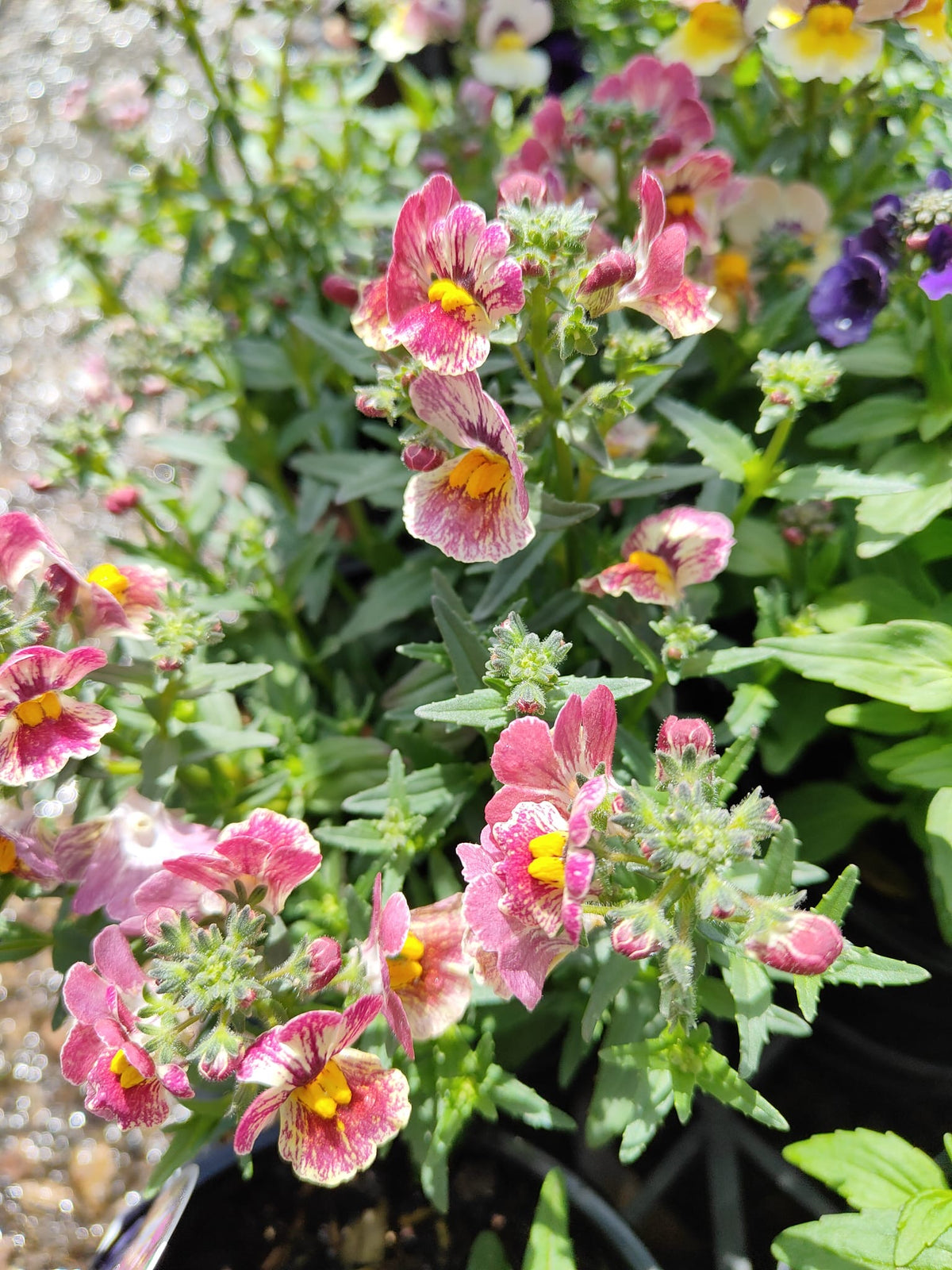 PL0081 Mauve Nemesia, Nemesia fruticans Nesia, 龙面花, 14 cm Pot