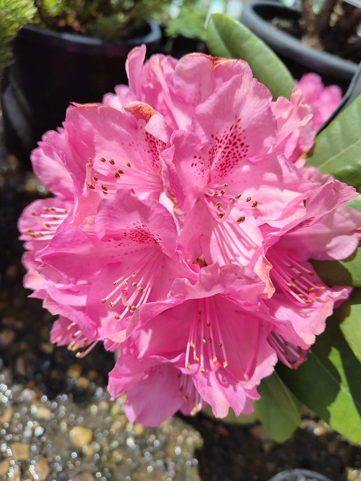 PL0079 Rhododendron, Rhododendron hybrida, 杂交杜鹃, 40 cm Pot