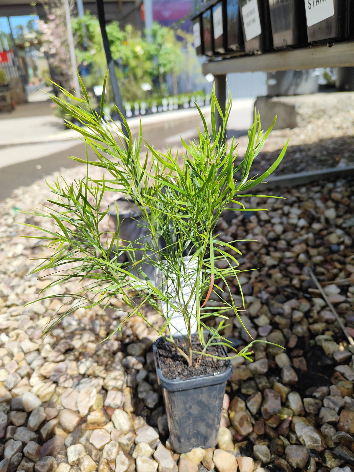 PL0084 Dwarf Bower Wattle, Dwarf River Wattle, Acacia cognata Mini Cog, 迷你相思树, 7 cm Pot