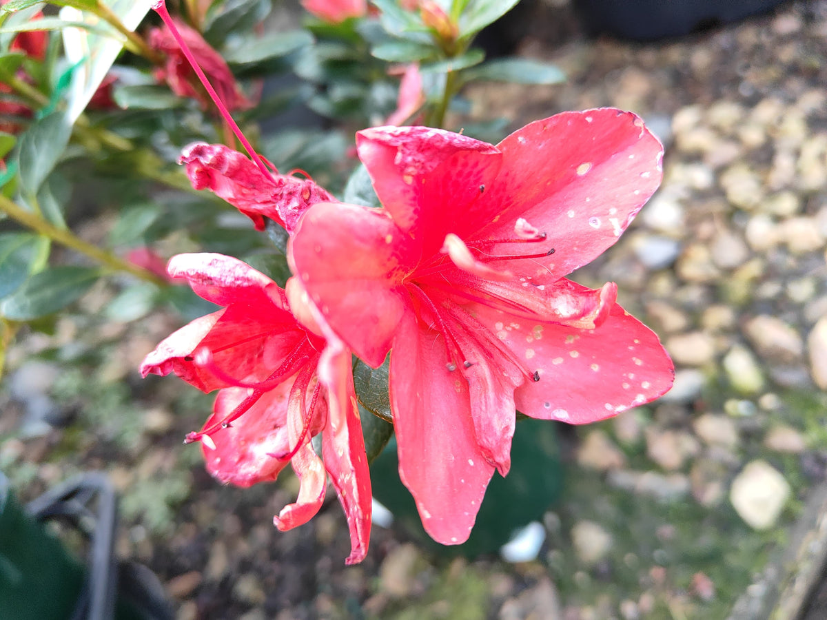 PL0075 Azalea, Azalea hybrida Scarlet Dragon, 杜鹃花, 12 cm Pot
