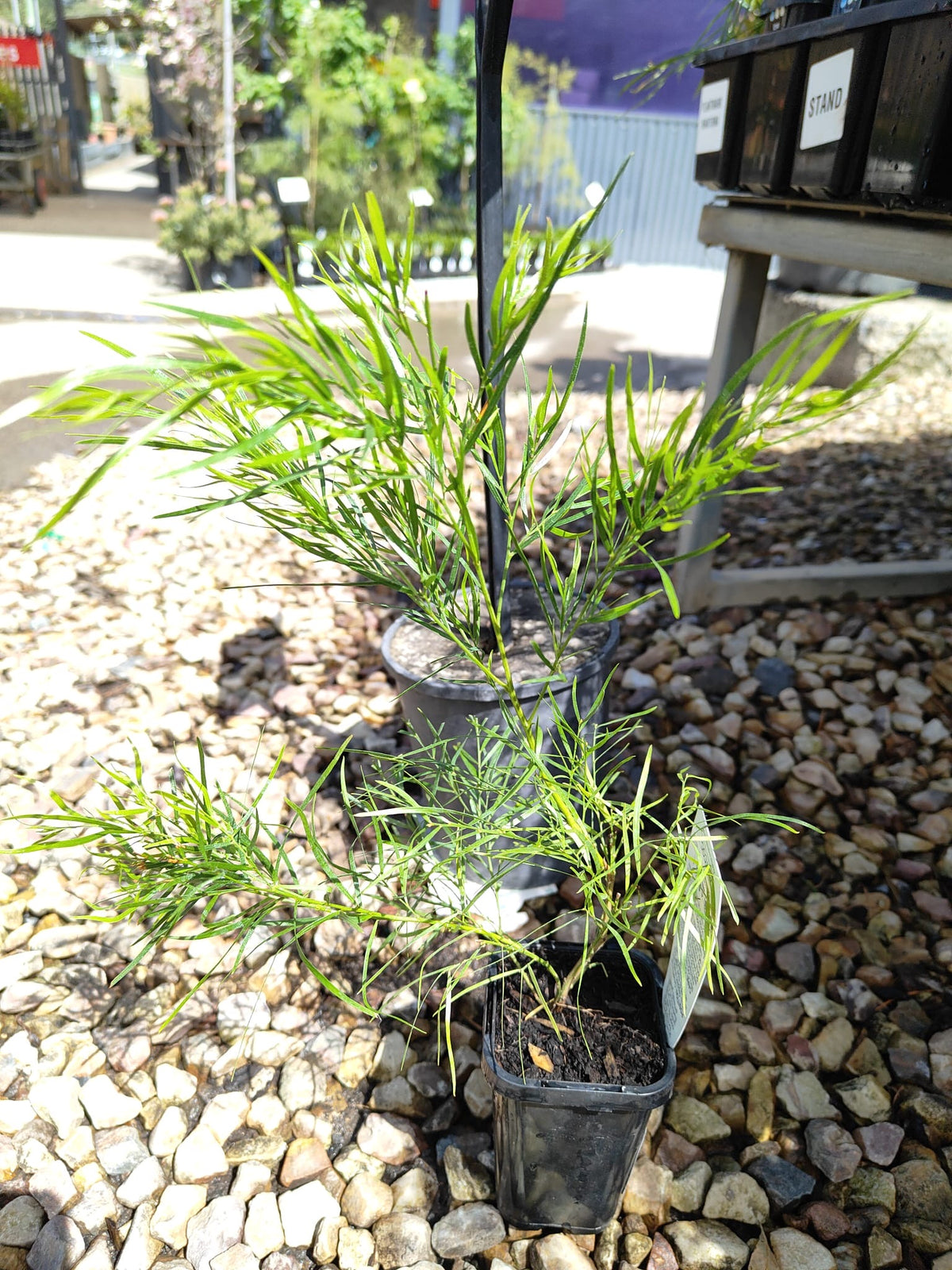 PL0084 Dwarf Bower Wattle, Dwarf River Wattle, Acacia cognata Mini Cog, 迷你相思树, 7 cm Pot