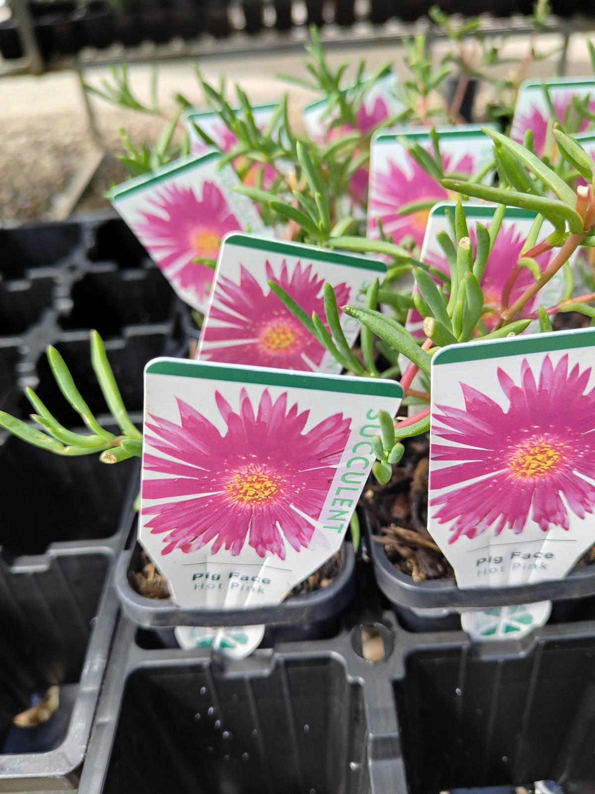 PL0086 Pigface, Succulent, Mesembryanthemum hybrida Hot Pink, 艳粉色松叶菊, 7 cm Pot