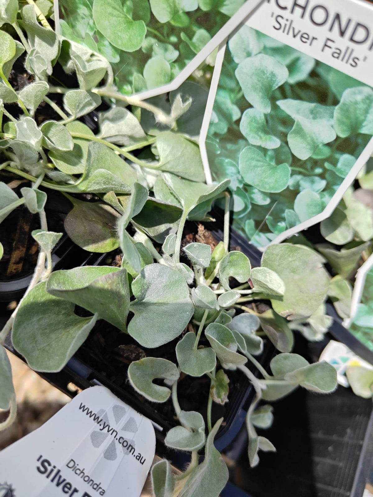 PL0092 Dichondra, Silver Falls, Dichondra argentea Silver Falls 银瀑木 银叶马蹄金, 7 cm pot