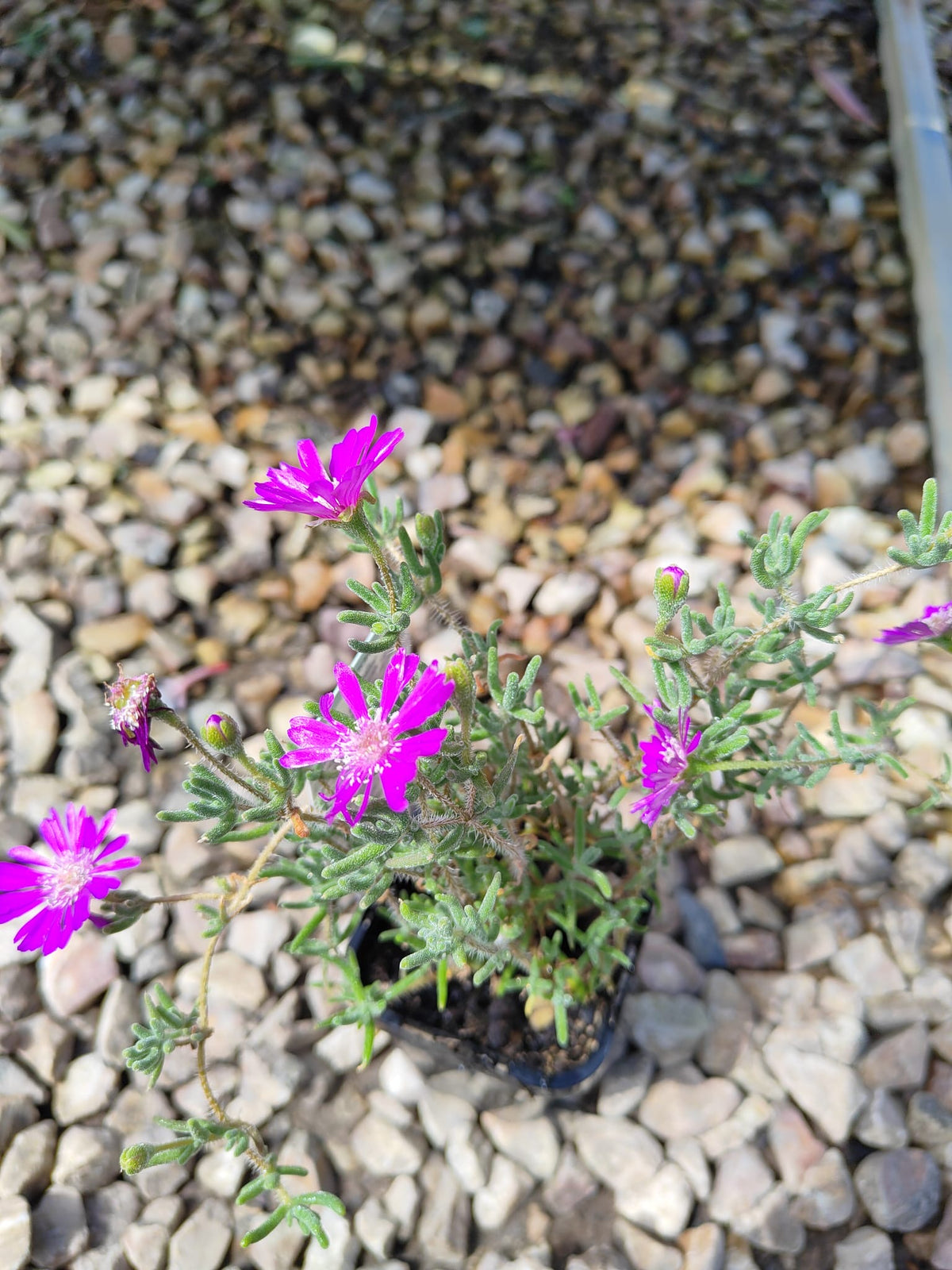 PL0085 Karkalla, Native Pigface, Carpobrotus rossii, 澳洲海滨番杏, 7 cm Pot
