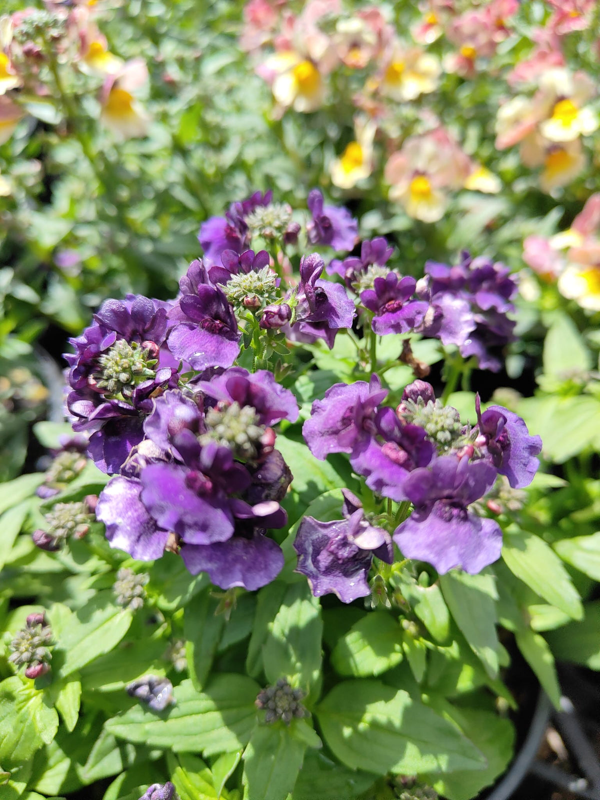 PL0081 Mauve Nemesia, Nemesia fruticans Nesia, 龙面花, 14 cm Pot