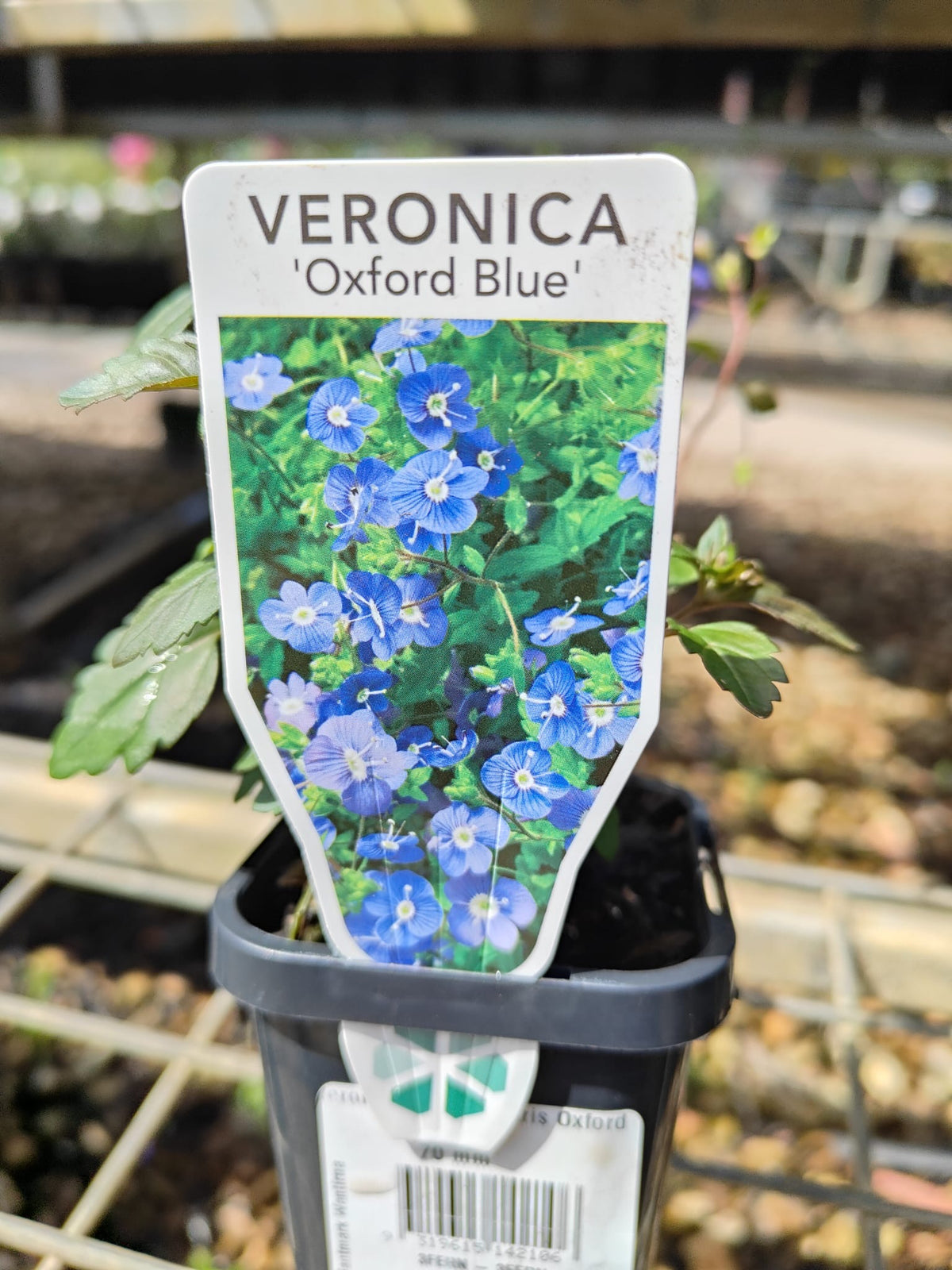 PL0090 Creeping Speedwell, Veronica umbrosa Oxford Blue, 匍匐婆婆纳, 7 cm Pot