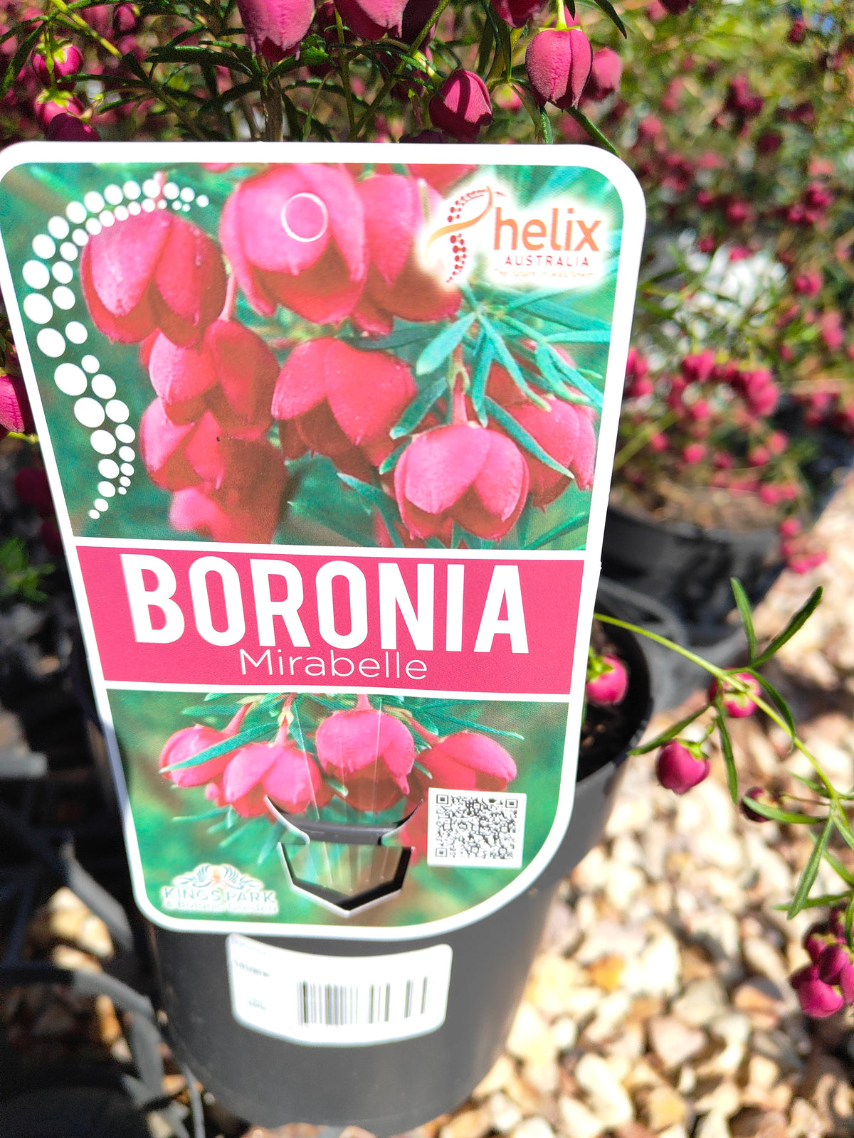 PL007 Boronia heterophylla, Boronia plant, 异叶波罗尼亚, 波罗尼亚, 14 cm pot