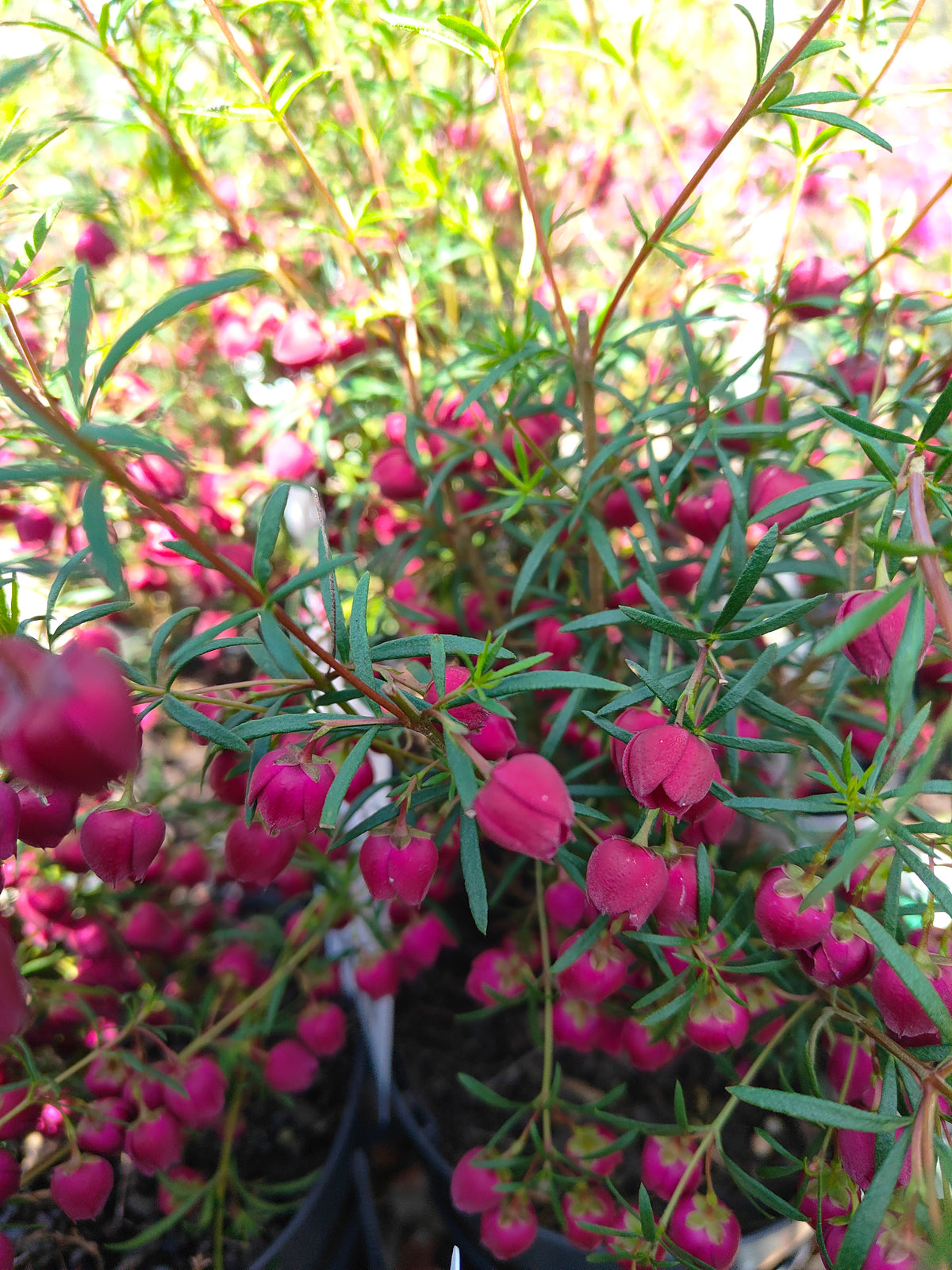 PL007 Boronia heterophylla, Boronia plant, 异叶波罗尼亚, 波罗尼亚, 14 cm pot