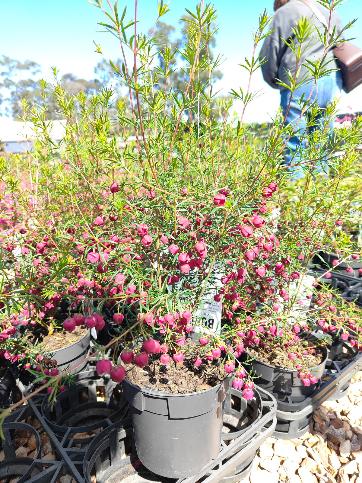 PL007 Boronia heterophylla, Boronia plant, 异叶波罗尼亚, 波罗尼亚, 14 cm pot