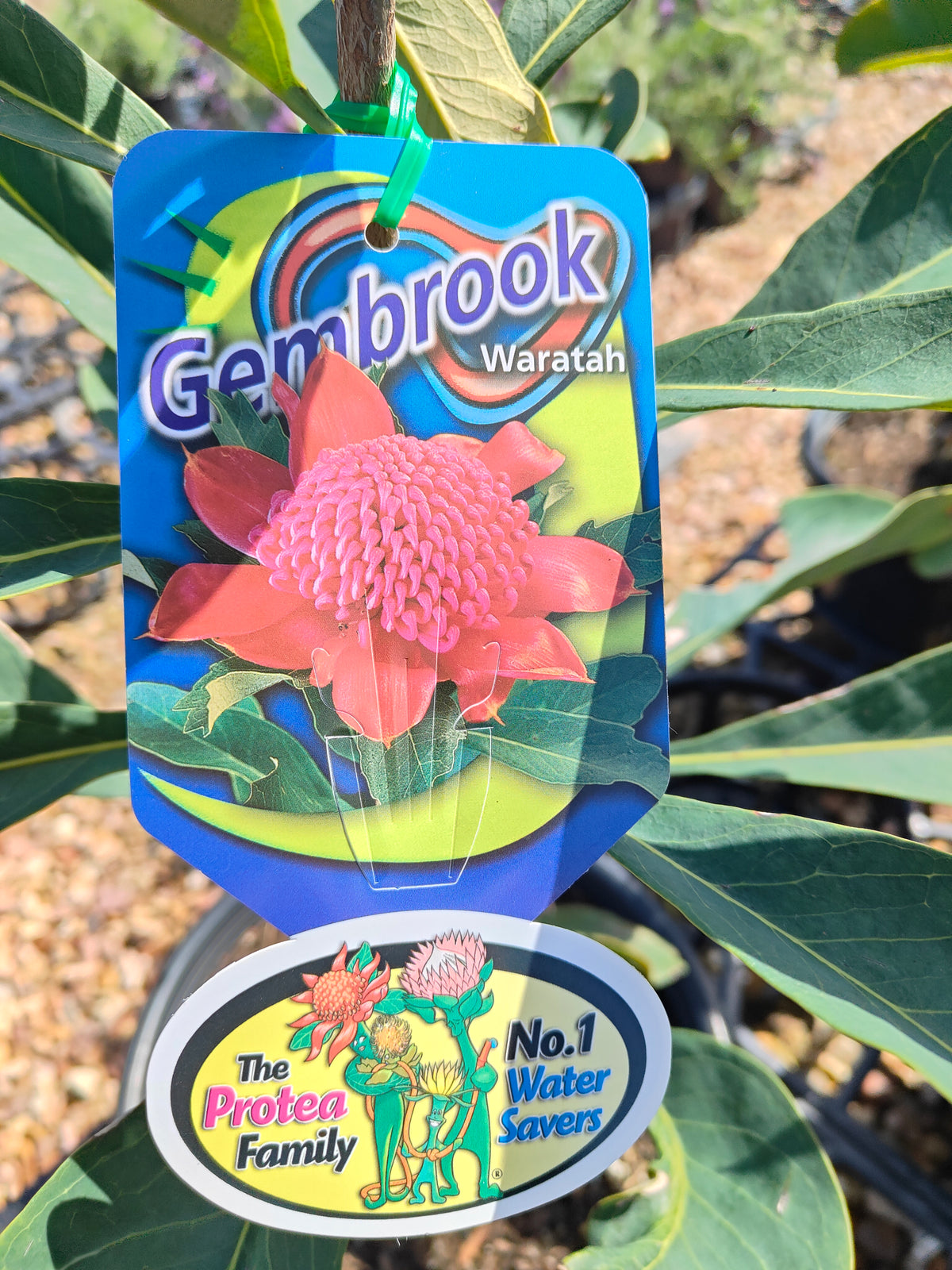 PL0042 Waratah, Telopea hybrida Gembrook 澳洲山龙眼 澳洲战花 Pot Size: 25 cm