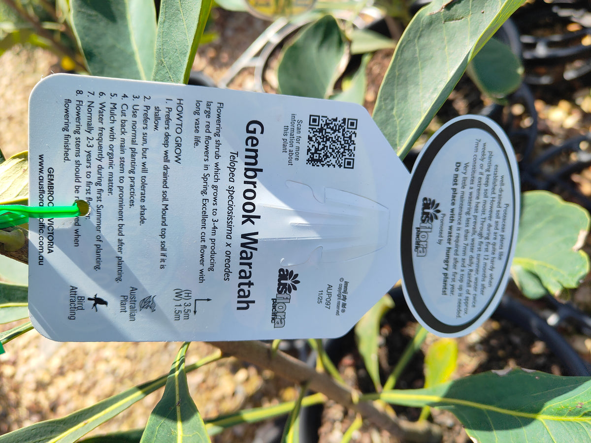 PL0042 Waratah, Telopea hybrida Gembrook 澳洲山龙眼 澳洲战花 Pot Size: 25 cm