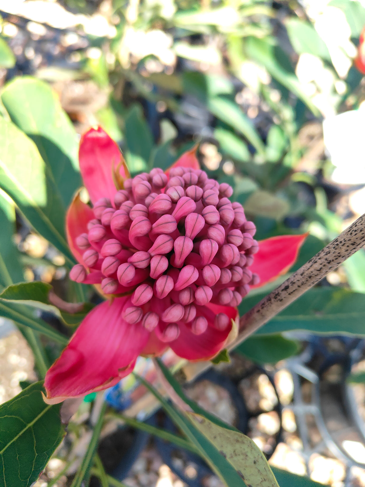 PL0042 Waratah, Telopea hybrida Gembrook 澳洲山龙眼 澳洲战花 Pot Size: 25 cm