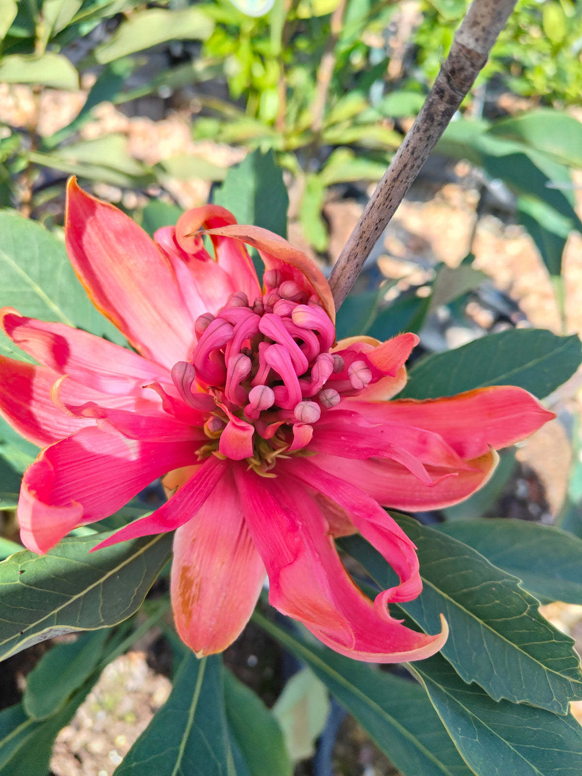 PL0042 Waratah, Telopea hybrida Gembrook 澳洲山龙眼 澳洲战花 Pot Size: 25 cm