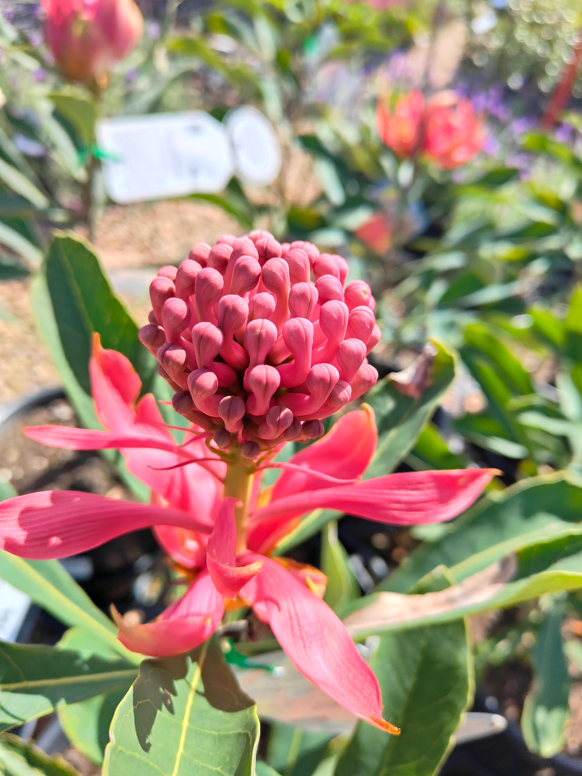PL0042 Waratah, Telopea hybrida Gembrook 澳洲山龙眼 澳洲战花 Pot Size: 25 cm