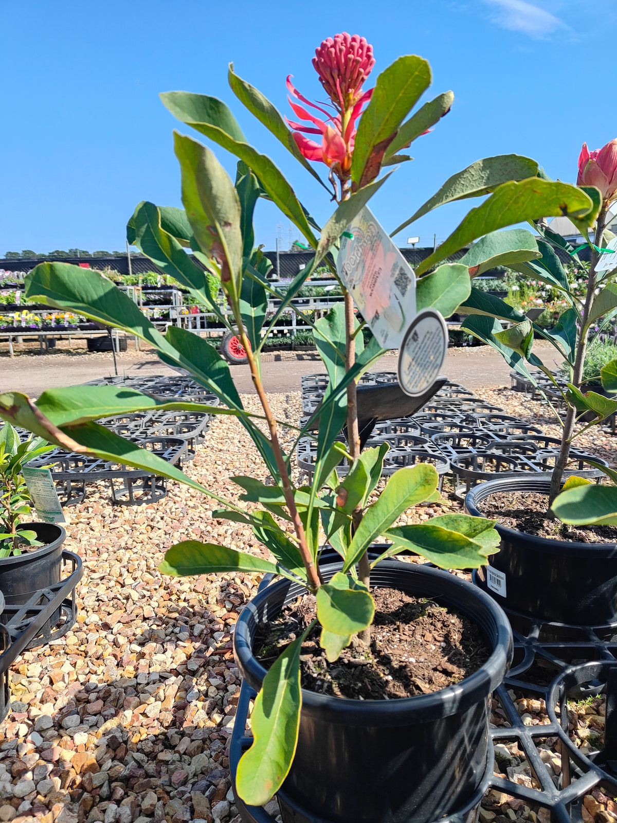 PL0042 Waratah, Telopea hybrida Gembrook 澳洲山龙眼 澳洲战花 Pot Size: 25 cm