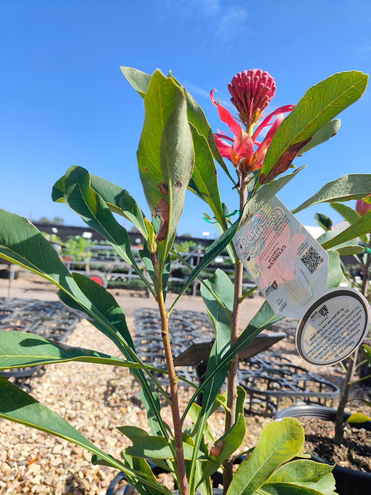 PL0042 Waratah, Telopea hybrida Gembrook 澳洲山龙眼 澳洲战花 Pot Size: 25 cm