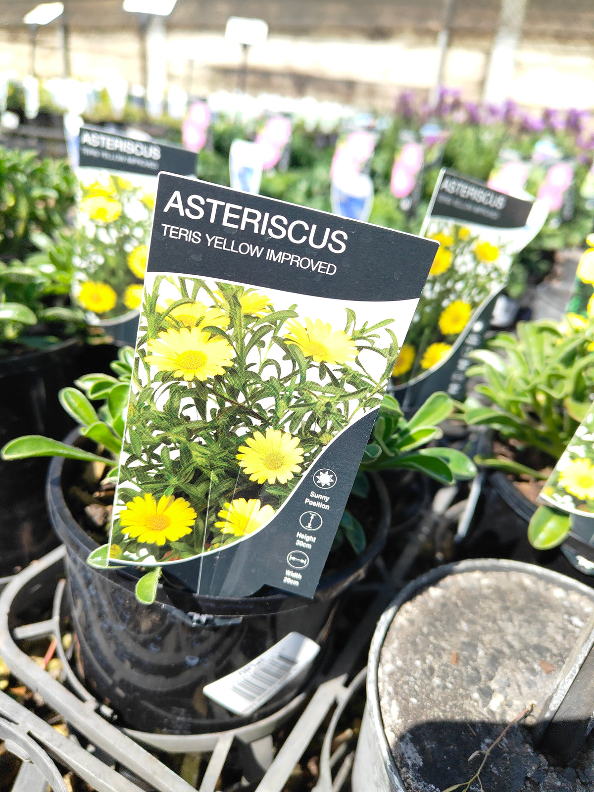PL004 Sea Aster, Sea Daisy, Asteriscus maritimus, 海滨星菊、海雏菊, 14 cm pot
