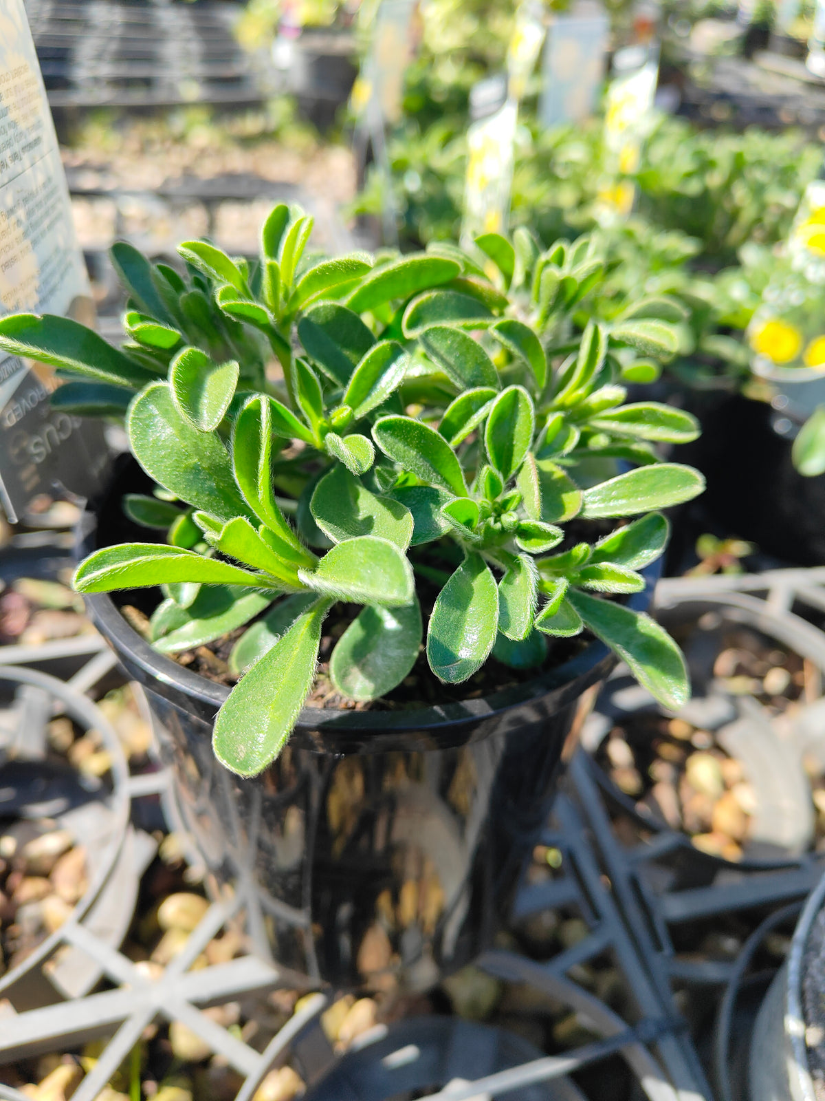 PL004 Sea Aster, Sea Daisy, Asteriscus maritimus, 海滨星菊、海雏菊, 14 cm pot