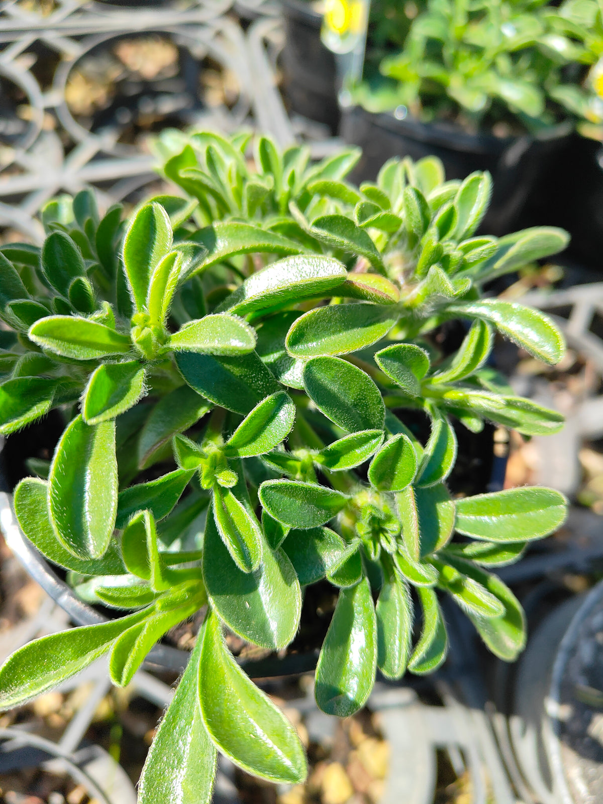 PL004 Sea Aster, Sea Daisy, Asteriscus maritimus, 海滨星菊、海雏菊, 14 cm pot