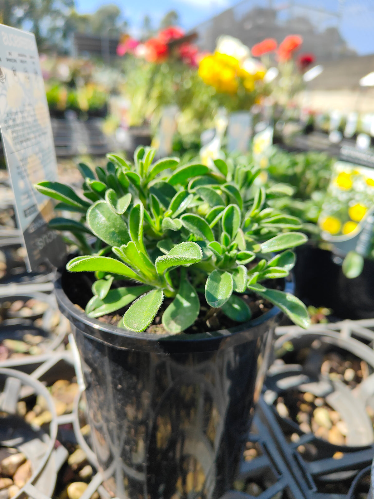 PL004 Sea Aster, Sea Daisy, Asteriscus maritimus, 海滨星菊、海雏菊, 14 cm pot