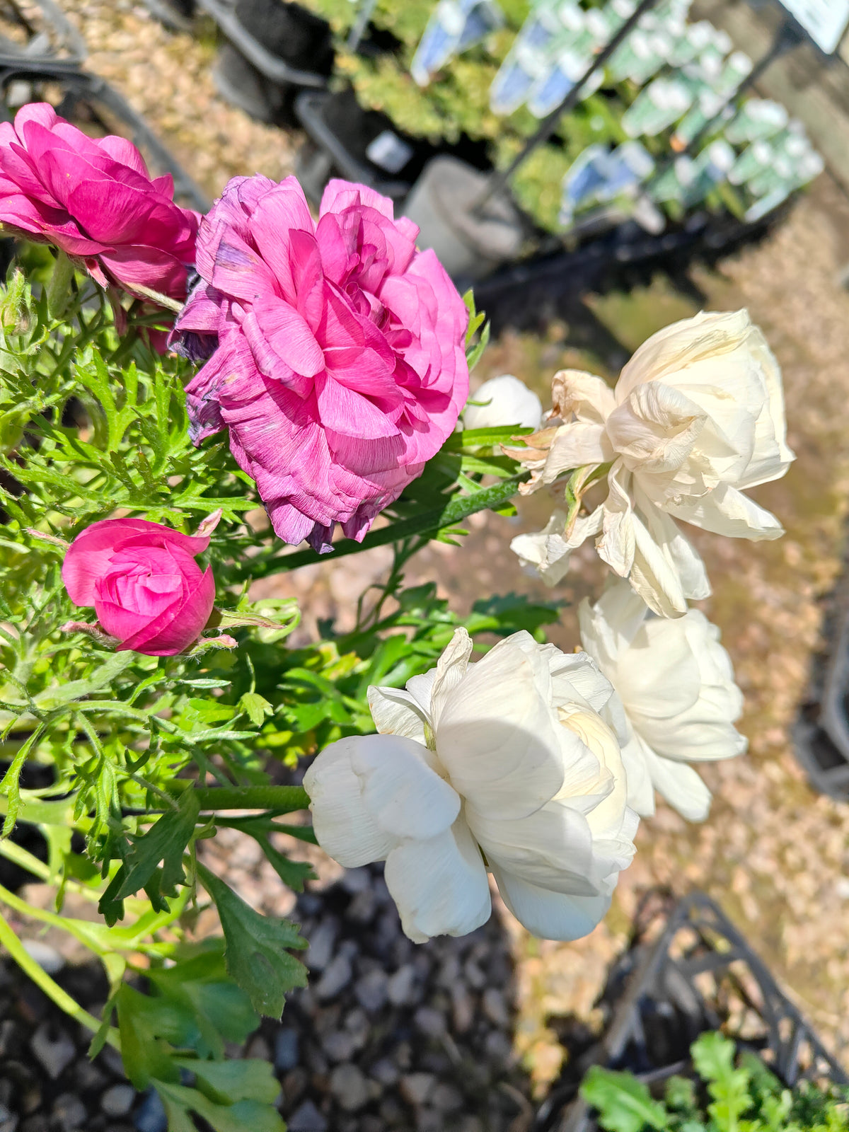 PL0036 Persian Buttercup, Ranunculus asiaticus 波斯毛茛 Pot Size:  14 cm