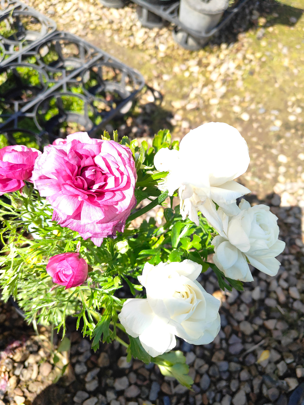 PL0036 Persian Buttercup, Ranunculus asiaticus 波斯毛茛 Pot Size:  14 cm