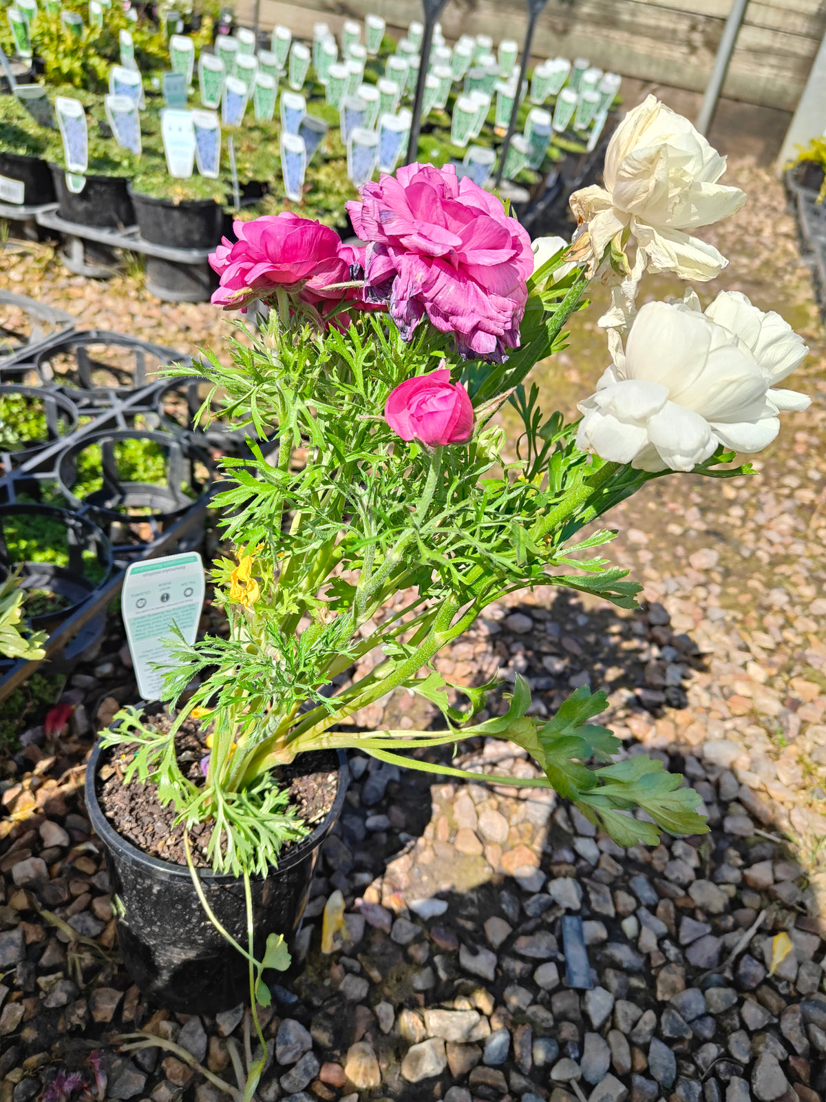 PL0036 Persian Buttercup, Ranunculus asiaticus 波斯毛茛 Pot Size:  14 cm