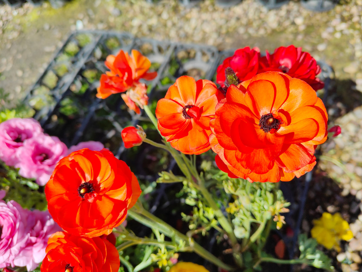 PL0036 Persian Buttercup, Ranunculus asiaticus 波斯毛茛 Pot Size:  14 cm