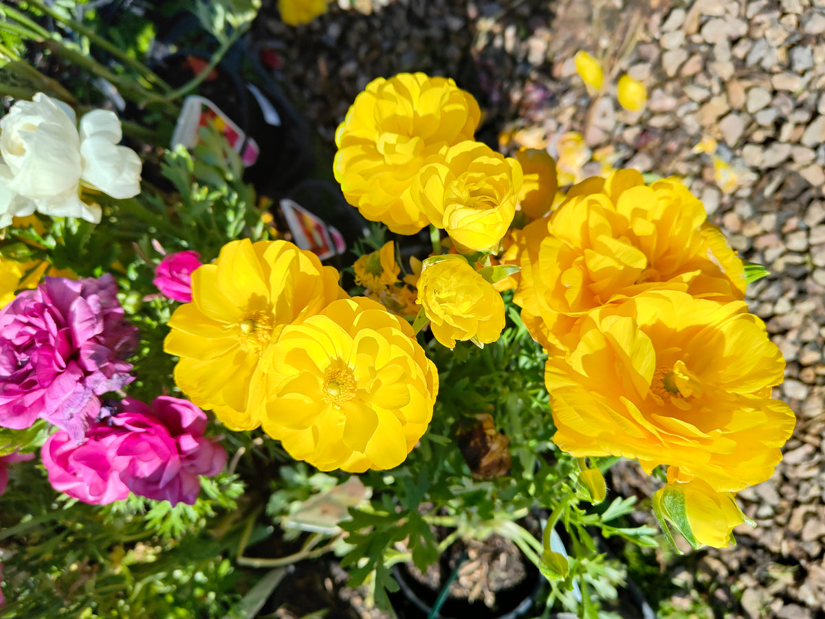 PL0036 Persian Buttercup, Ranunculus asiaticus 波斯毛茛 Pot Size:  14 cm