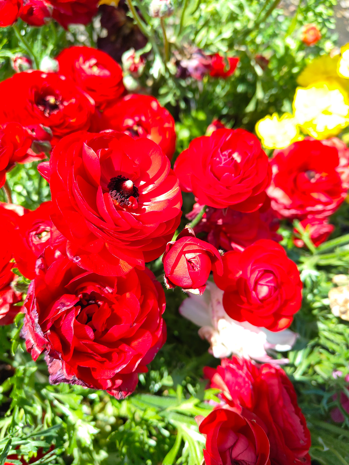 PL0036 Persian Buttercup, Ranunculus asiaticus 波斯毛茛 Pot Size:  14 cm