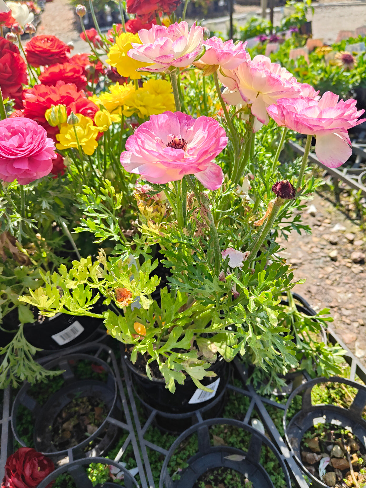 PL0036 Persian Buttercup, Ranunculus asiaticus 波斯毛茛 Pot Size:  14 cm