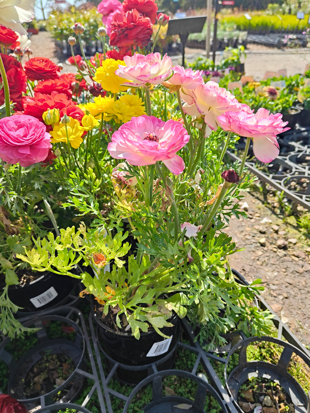 PL0036 Persian Buttercup, Ranunculus asiaticus 波斯毛茛 Pot Size:  14 cm