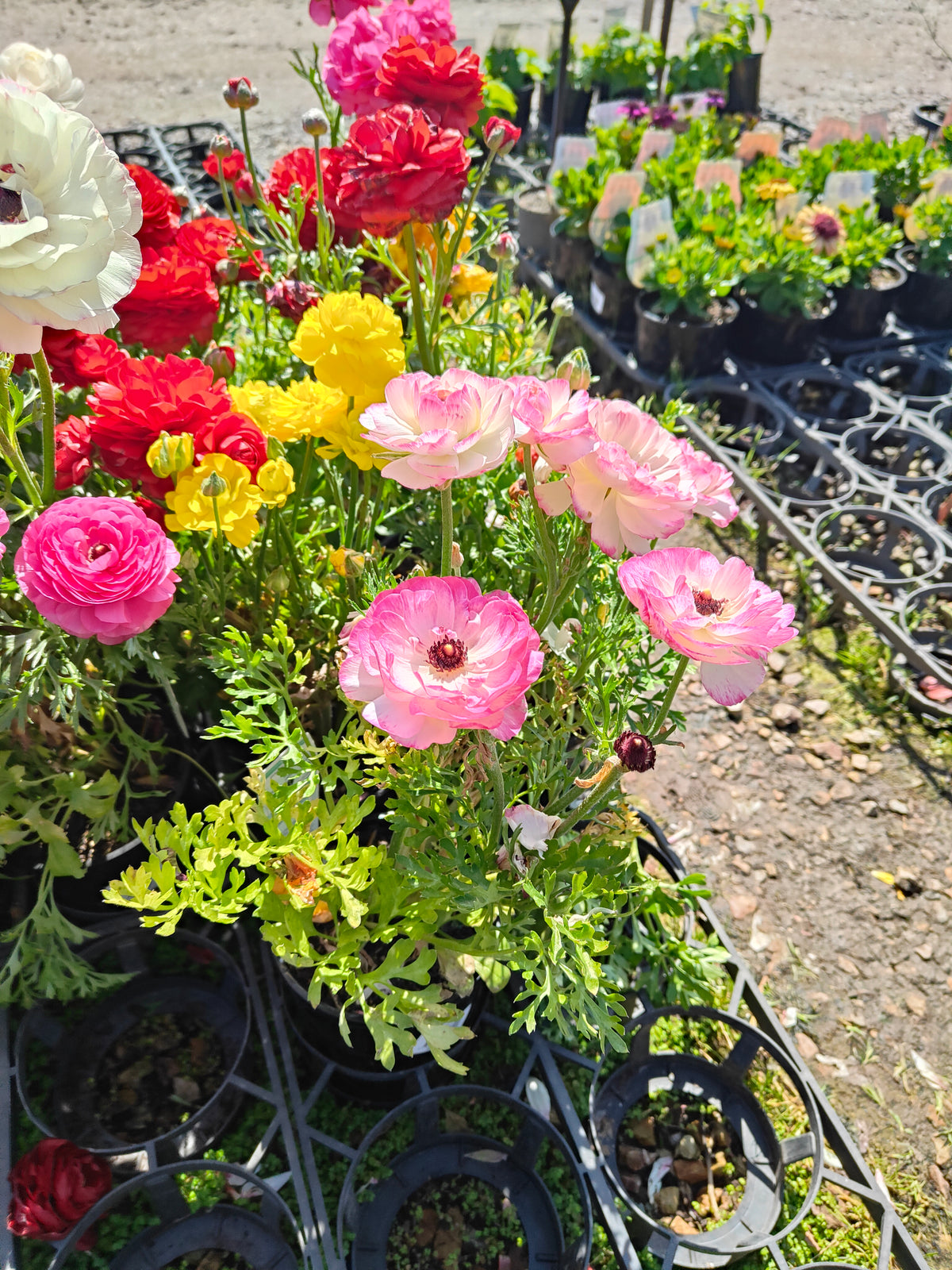 PL0036 Persian Buttercup, Ranunculus asiaticus 波斯毛茛 Pot Size:  14 cm