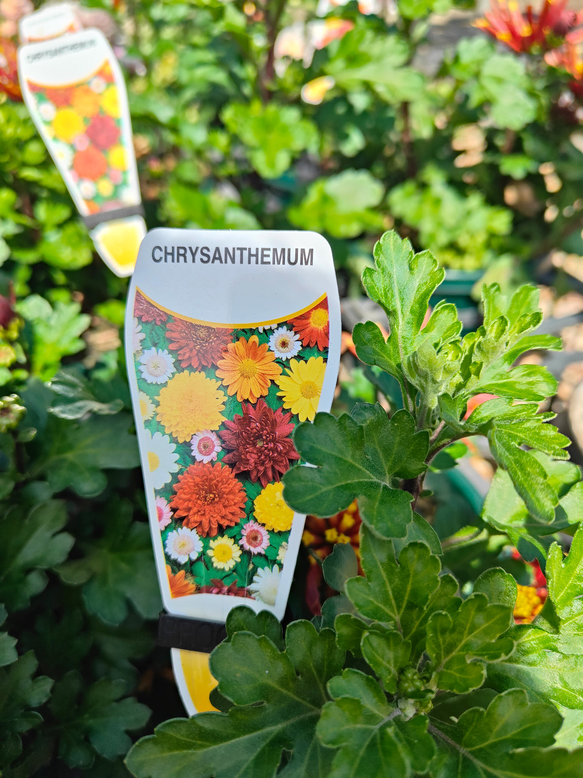 PL0012 Chrysanthemum morifolium, Chrysanthemum, 菊花, 20 cm pot