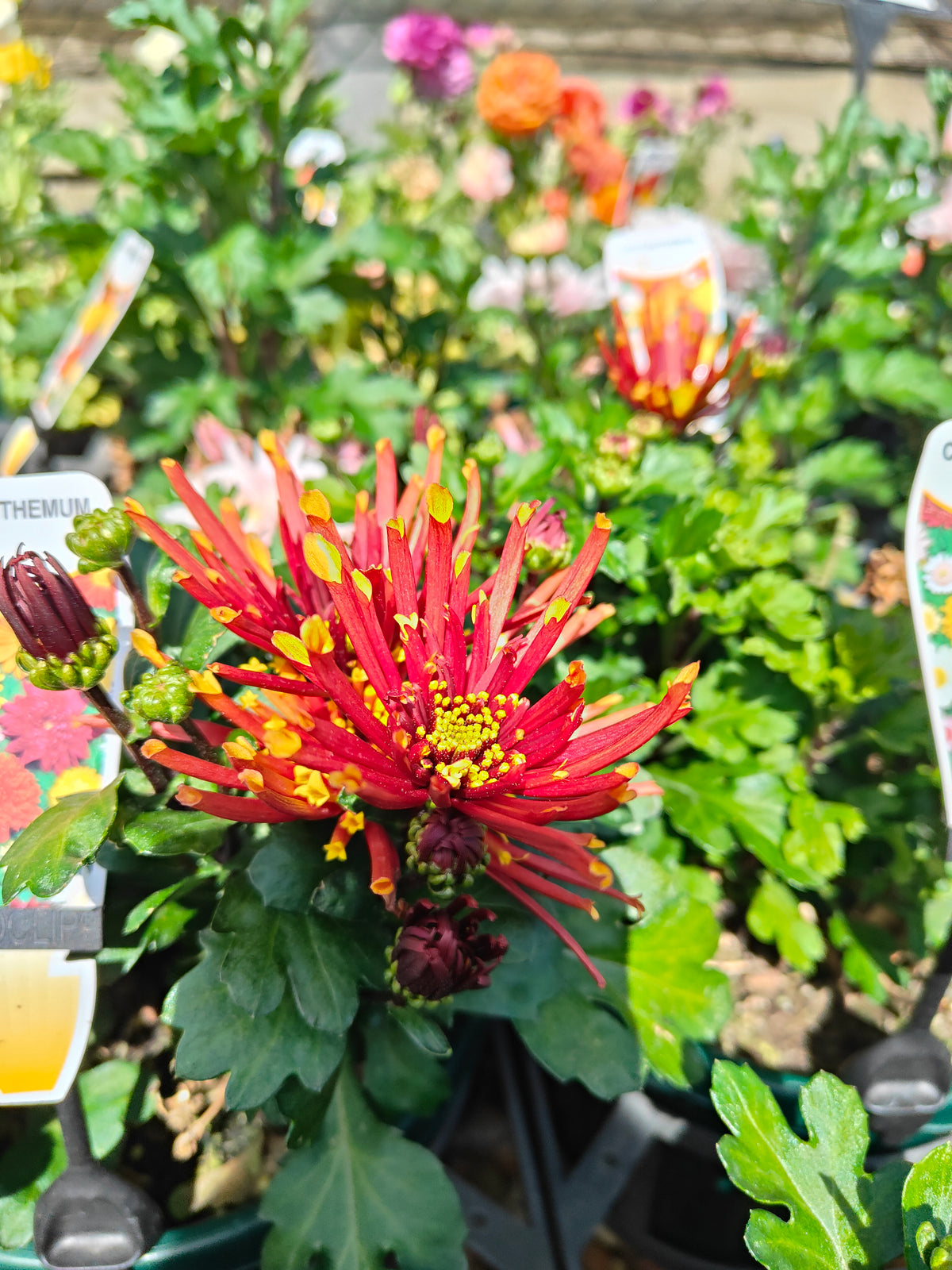 PL0012 Chrysanthemum morifolium, Chrysanthemum, 菊花, 20 cm pot