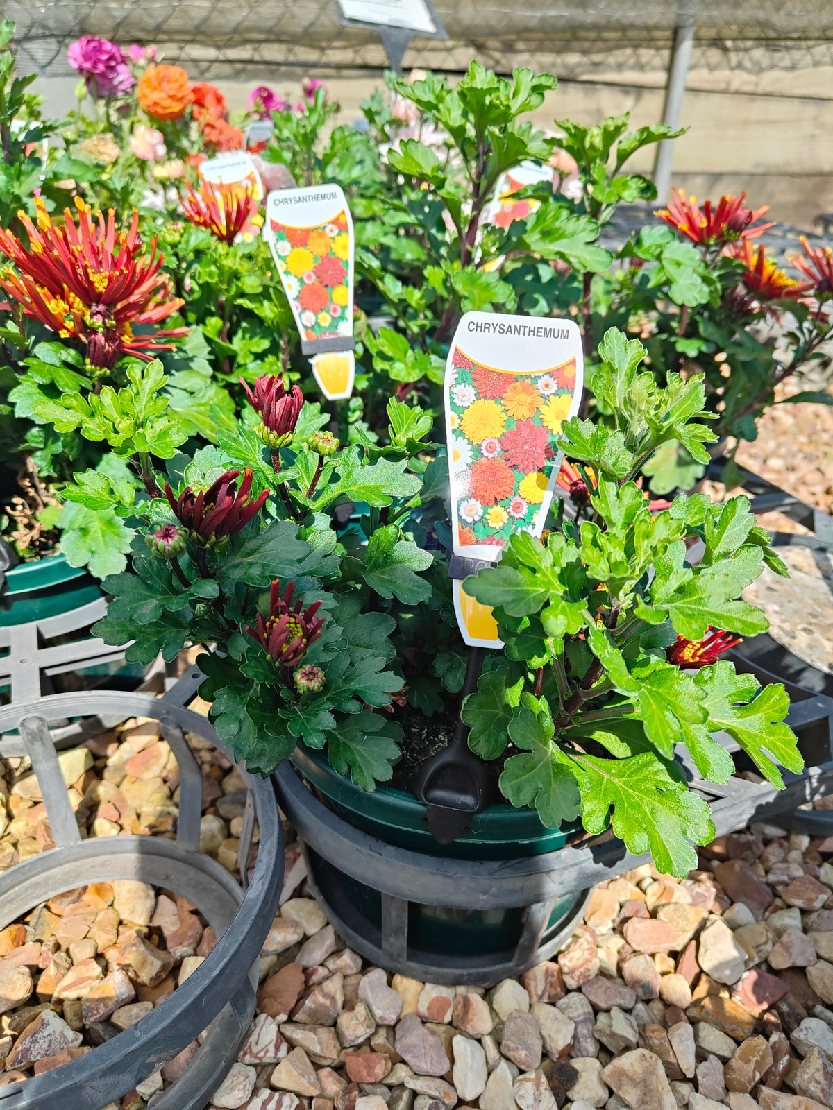 PL0012 Chrysanthemum morifolium, Chrysanthemum, 菊花, 20 cm pot