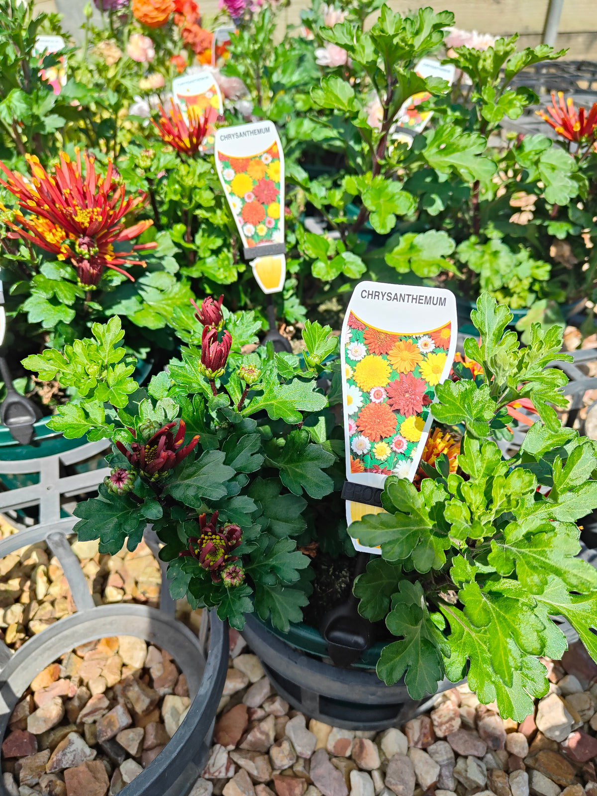 PL0012 Chrysanthemum morifolium, Chrysanthemum, 菊花, 20 cm pot