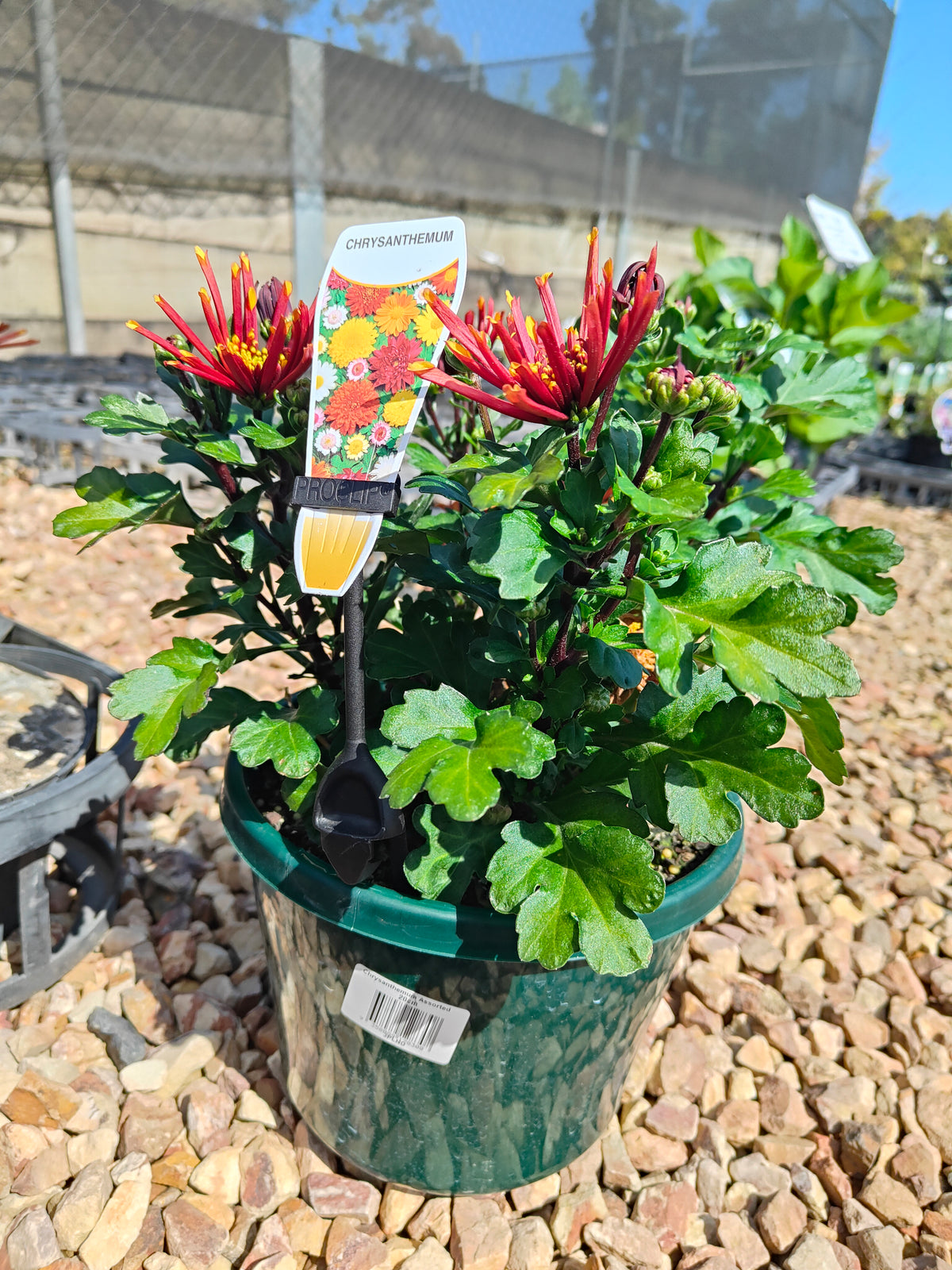 PL0012 Chrysanthemum morifolium, Chrysanthemum, 菊花, 20 cm pot